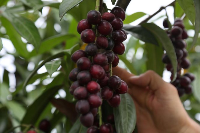 Karayemiş çeşitleri tescillendi