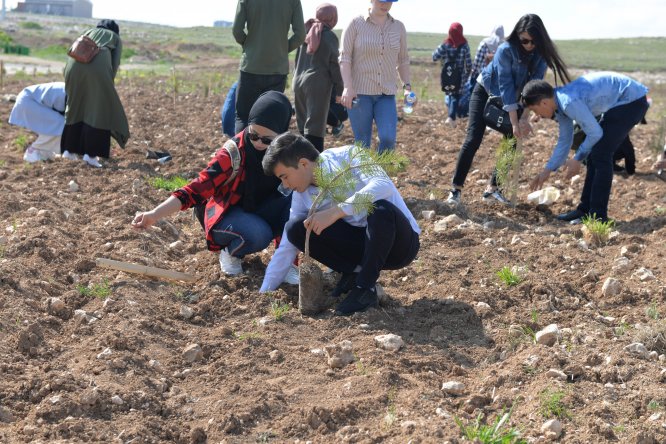 KMÜ'de fidan dikimi