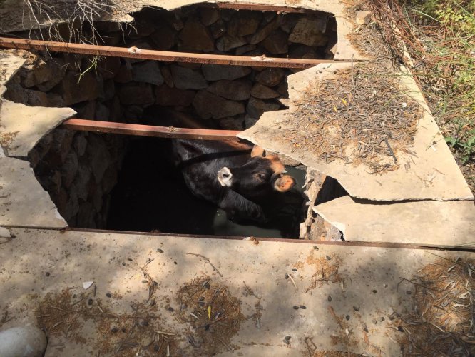 Muğla'da foseptik çukuruna düşen inek kurtarıldı