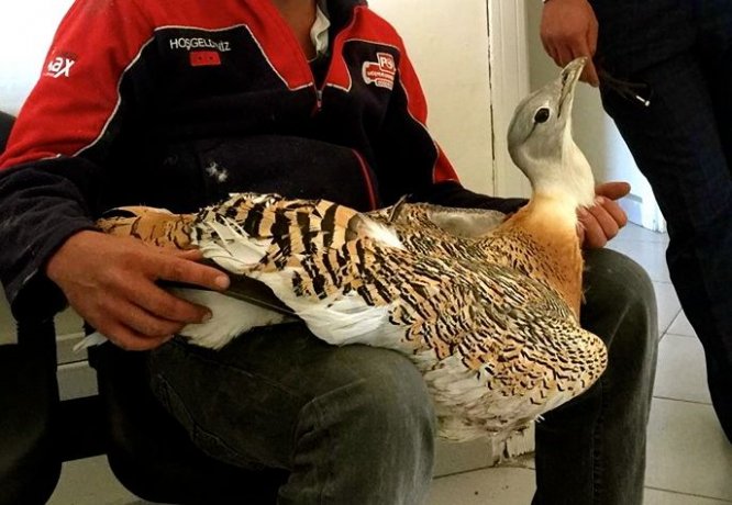 Eskişehir'de yaralı Toy kuşu bulundu