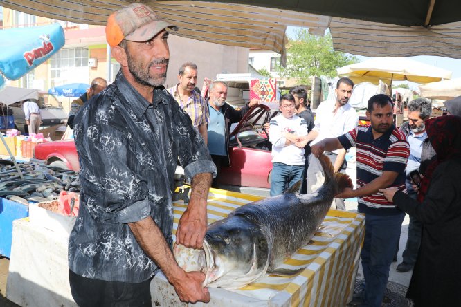 Karasu Nehri'nde 83 kilogram ağırlığında turna balığı yakalandı