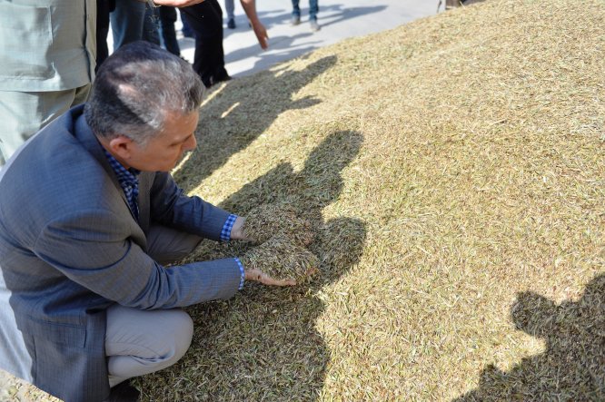 Mardin'de sezonun ilk arpa hasadı yapıldı