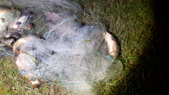 Ağlardan kurtarılan balıklar suya bırakıldı