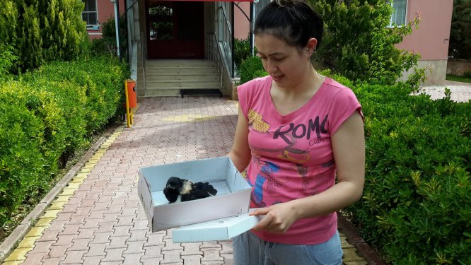 Yaralı karga yavrusu tedaviye alındı
