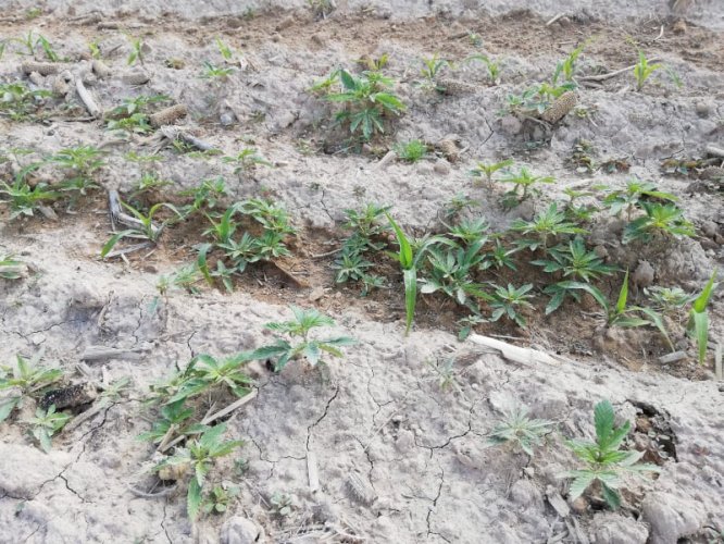 Mısır tarlasında Hint keneviri ele geçirildi