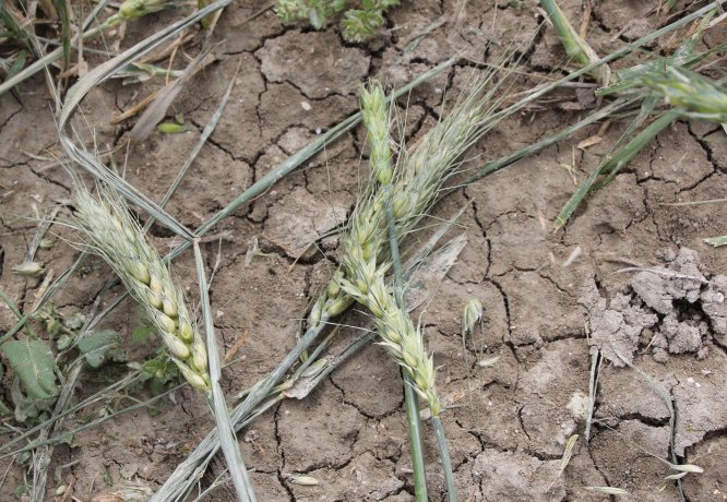 Beypazarı'nda dolu ekili alanlara zarar verdi