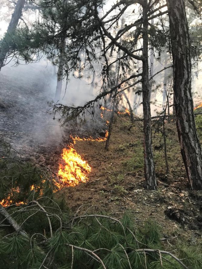 Eskişehir'de orman yangınları