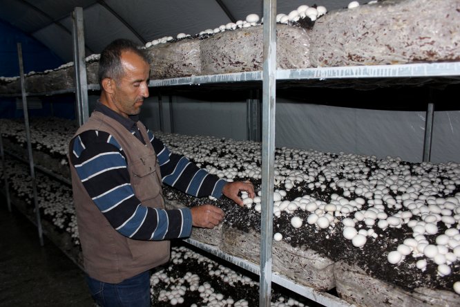 Bayırbucak Türkmenleri yıl boyu mantar üretecek