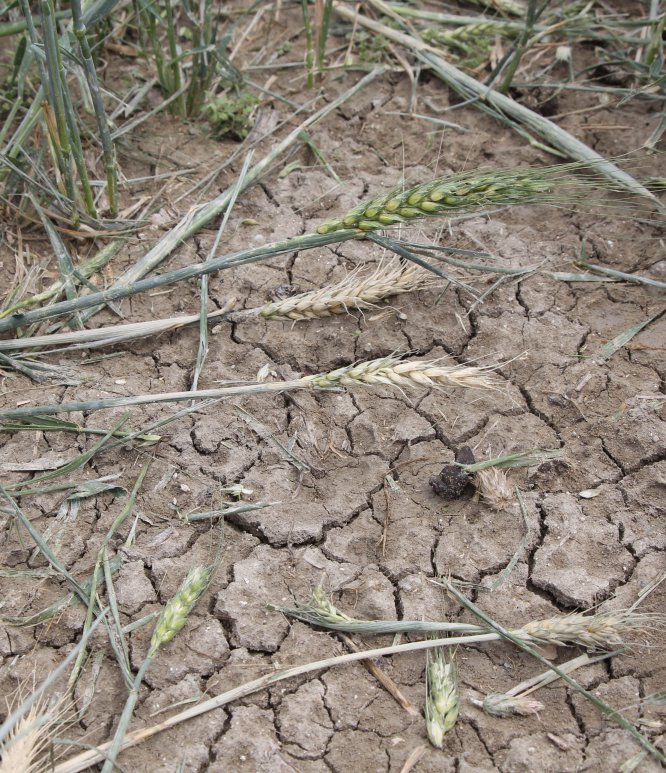Beypazarı'nda sağanak ve dolu hasara neden oldu