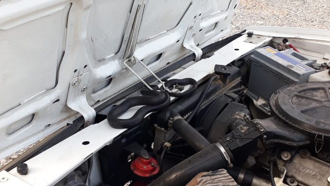 Otomobilin motor bölümüne giren yılan uzun uğraş sonucu çıkarıldı