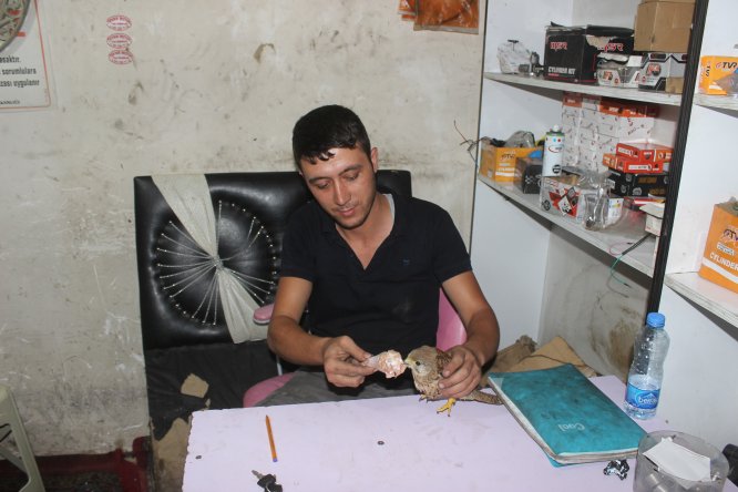 Yaralı şahin tedavi altına alındı