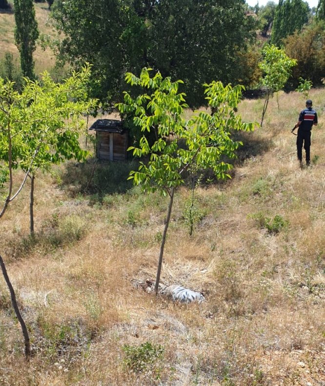 Konya'da kaybolan çoban ölü bulundu