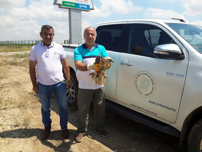 Yaralı şahin koruma altına alındı