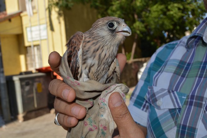 Baygın halde bulunan yavru kızıl şahin koruma altına alındı