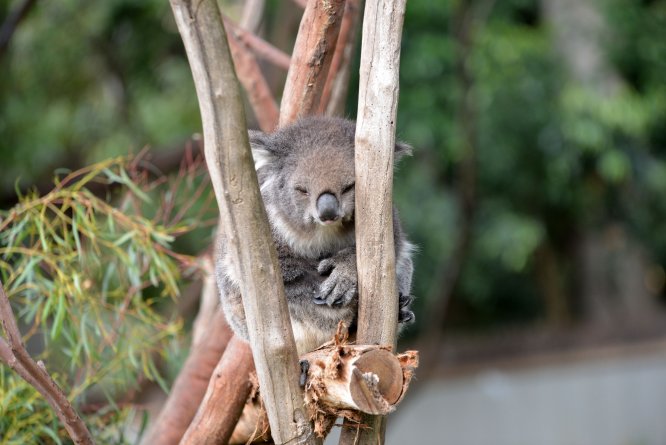 Koala neslini tükenmekten kurtaracak sağlıklı türler bulundu