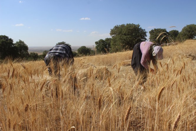 Karapınar'da orakla ekin biçiliyor