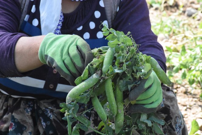 "Balon bezelye" üreticinin yüzünü güldürdü