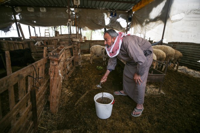 Gazze'de hayvan gübresinden biyogaz üretiyorlar