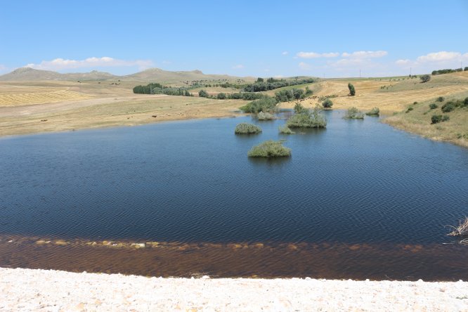 Seymenli Göleti'ne yavru sazanlar bırakıldı
