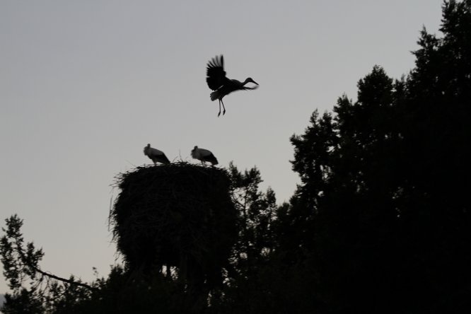 Leylekler Vadisi'ndeki yavruların