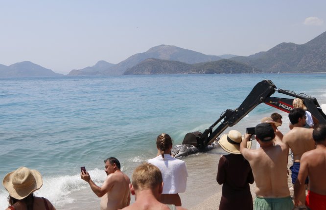Muğla'da ölü balina kıyıya vurdu