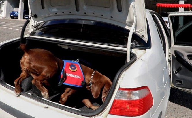 Narkotik köpeği Vuslat emekli oldu