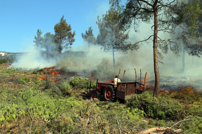GÜNCELLEME Aydın'da orman yangını