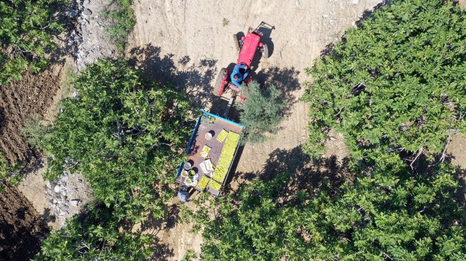Aydın'da sezonun ilk inciri hasat edildi