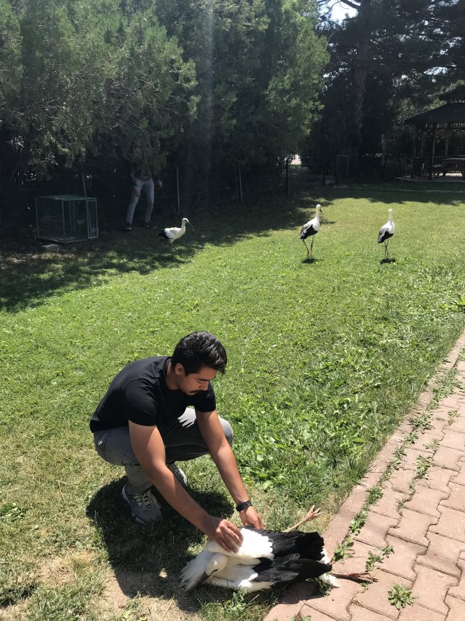 Yaralı leylekleri öğrenciler tedavi ediyor
