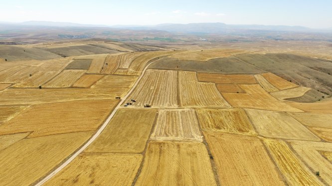 Bünyan'da hububat hasadı başladı