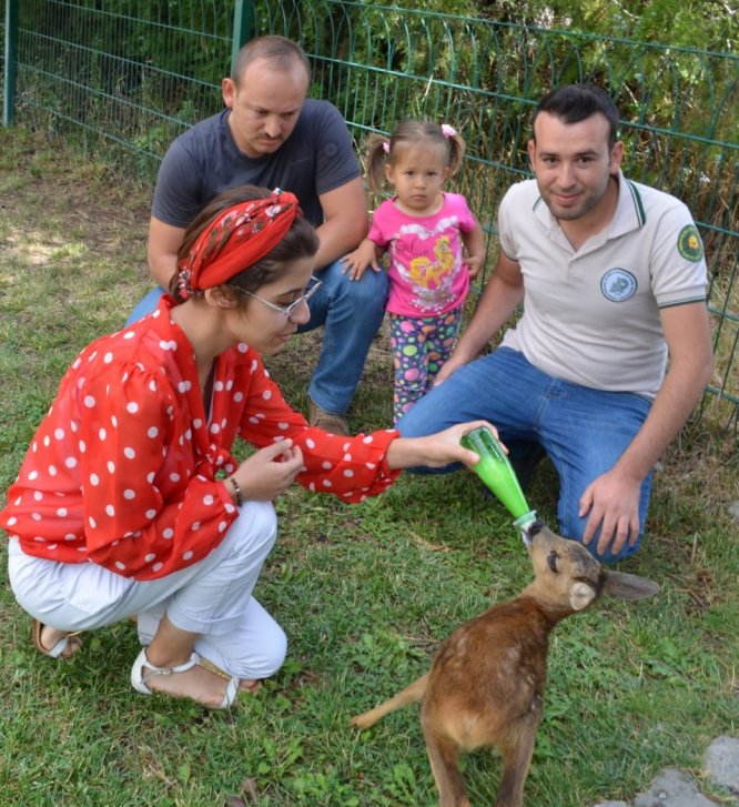 Yaralı karaca yavrusu Sivas'ta tedavi altına alındı