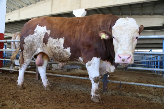 Bir tonluk "Paşa" alıcısını bekliyor