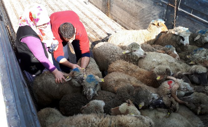 Beypazarı'nda "Kurban Kesim Elemanı" kursu açılacak