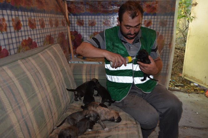 Anneleri ölen 8 köpek yavrusuna belediye işçisi sahip çıktı