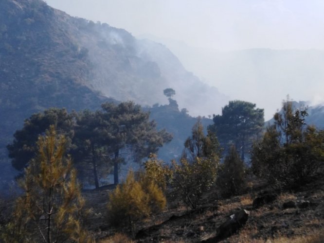 Adıyaman'da orman yangını