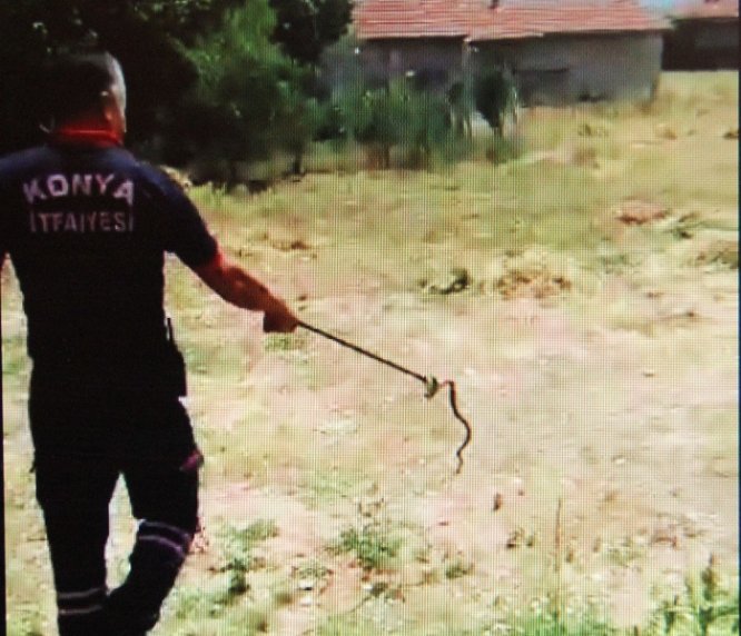 Konya'da eve giren yılanı itfaiye ekipleri çıkardı