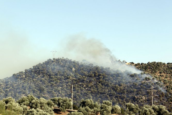 GÜNCELLEME - Aydın'da zeytinlik alanda yangın