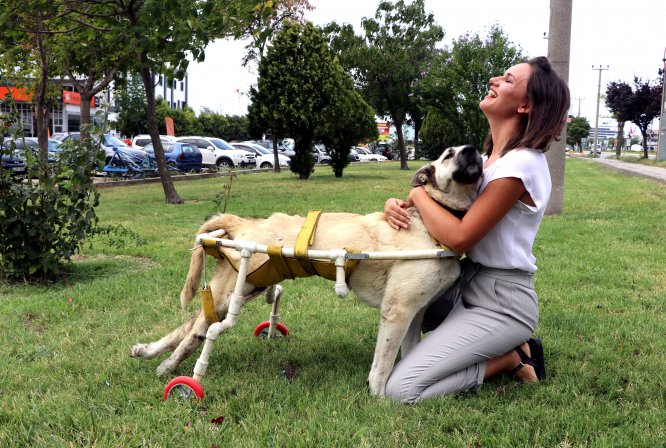 Esnafın el uzattığı sokak köpeği "Boz" hayata tutunamadı