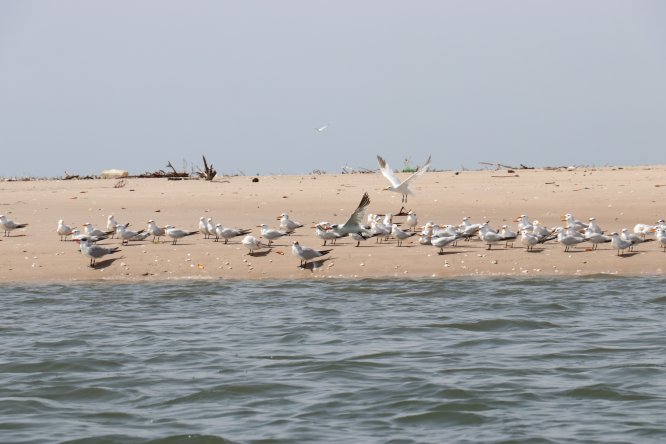 Senegal'in okyanus kıyısındaki kutsal adası Sangomar