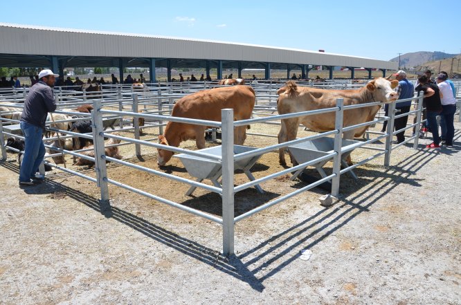 Kars Valisi Öksüz'den "Kemerin Ses Getirsin" uygulamasına destek