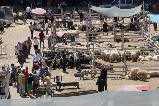 Hayvan pazarlarında kurban satışı sürüyor