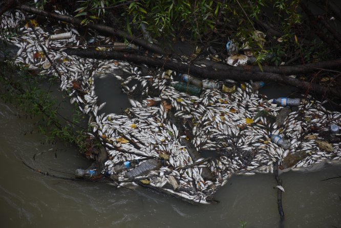 Bartın Irmağı'nda balık ölümleri