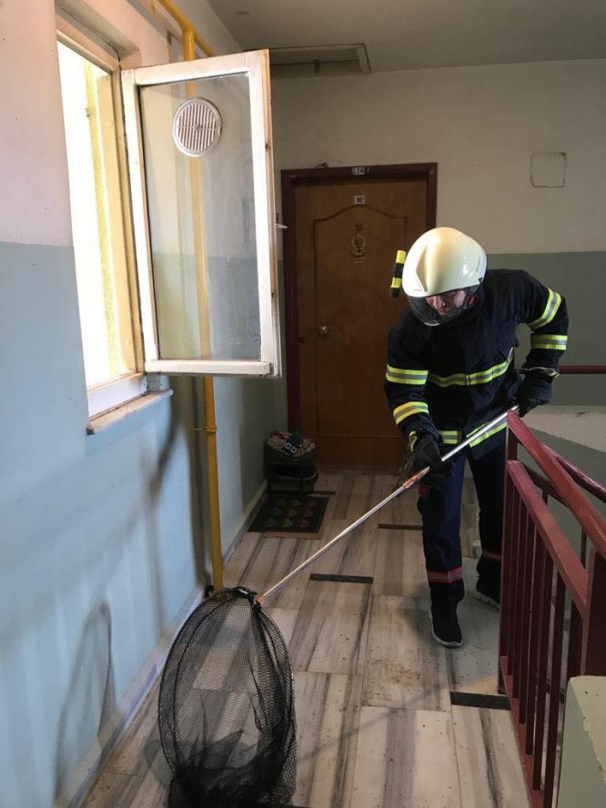 Apartman boşluğundaki 60 yarasa doğaya bırakıldı