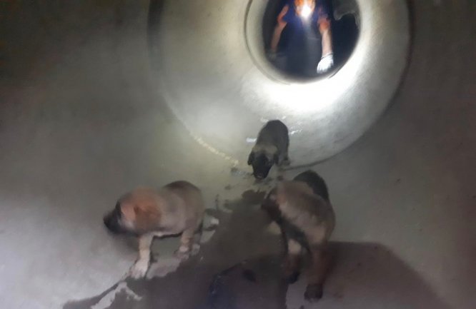Adana'da rögardan düşen köpek yavruları kurtarıldı