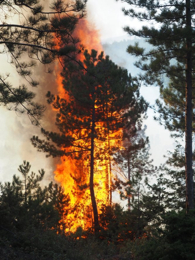 GÜNCELLEME - Uşak'ta orman yangını