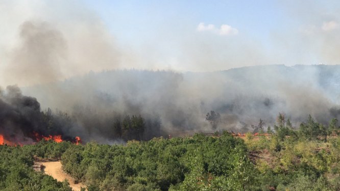 Bakan Pakdemirli Edirne'deki yangın bölgesinde inceleme yaptı