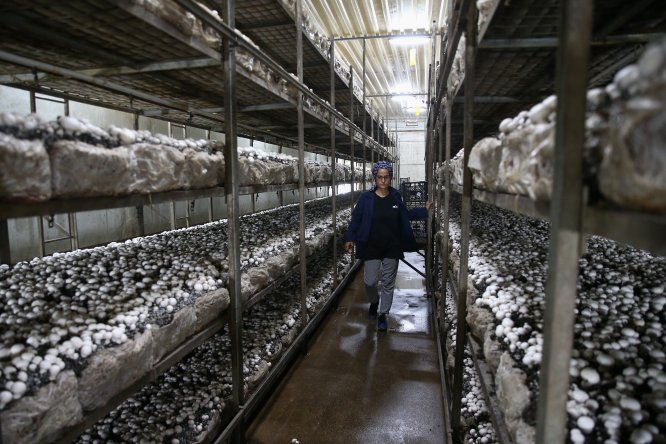 Evlerinin altında üretip ihraç ediyorlar