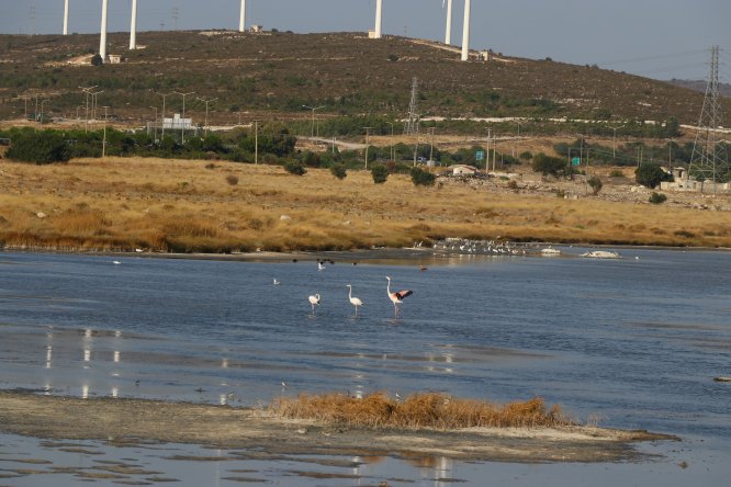 Alaçatı kuşlarıyla da turist çekecek