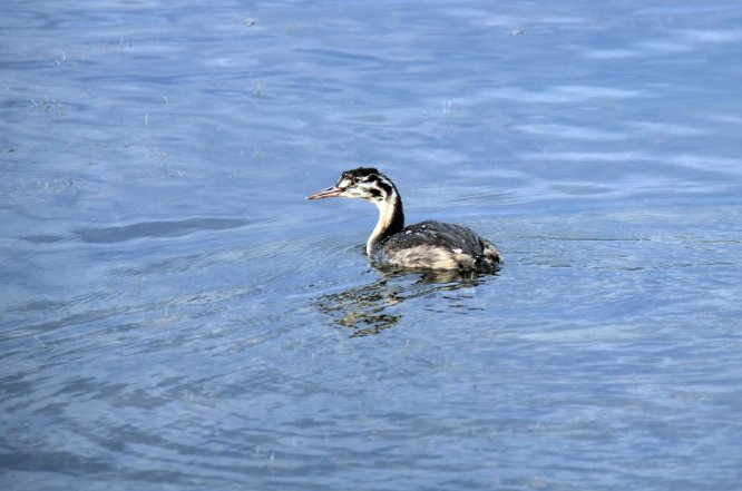 Hafik Gölü kuşlarla şenlendi