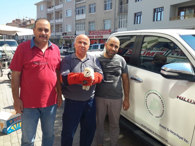 Yaralı peçeli baykuş tedavi altına alındı